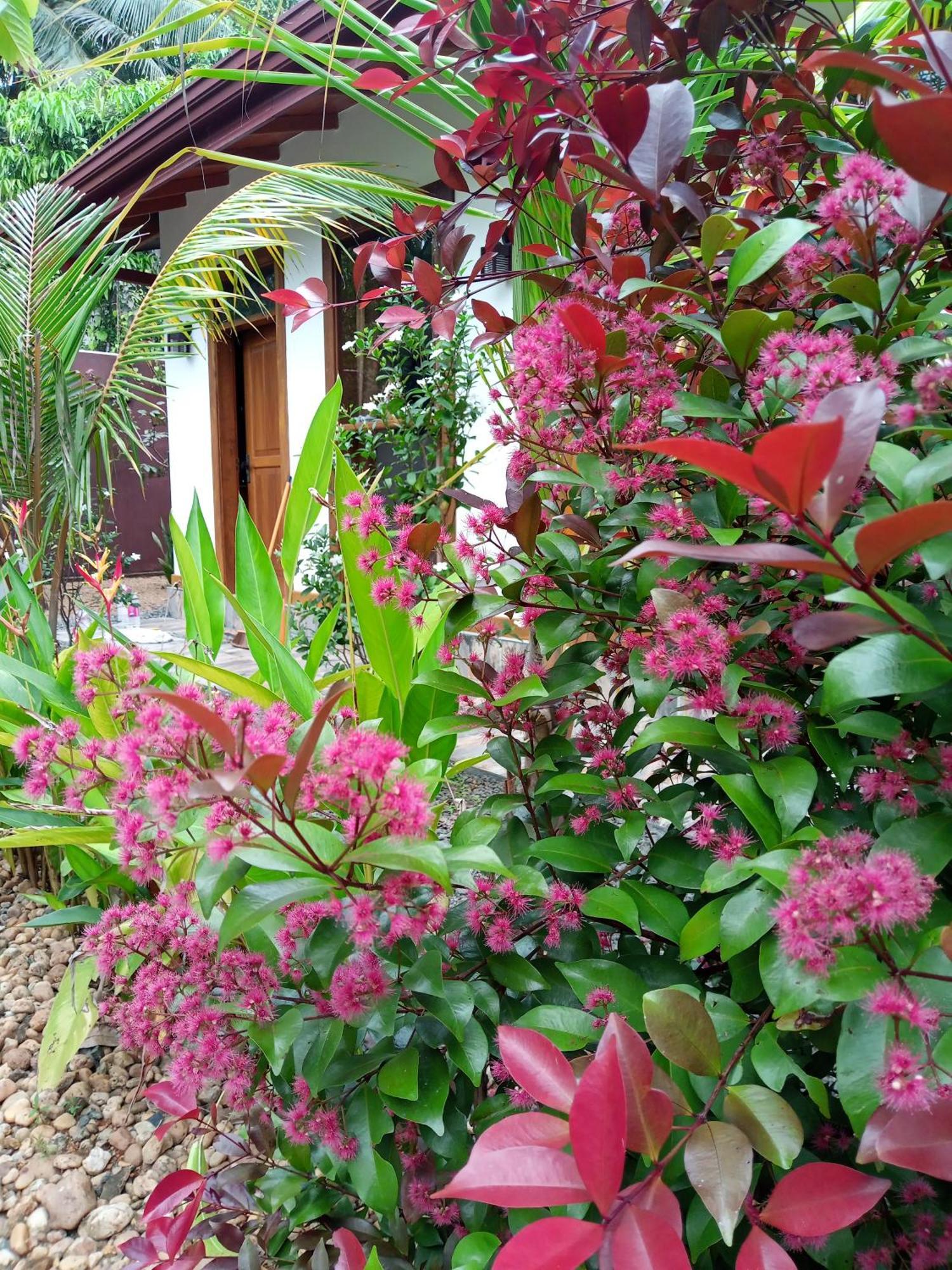 Luxury Villa With Bb Free Wi-Fi Bentota Exterior foto